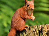 2nd Red Squirrel By Iain McMillan