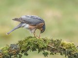 1st Sparrow Hawk Feeding By Paul Skehan