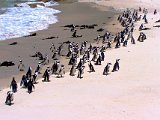 Boulders Beach South Africa By David McAlpine